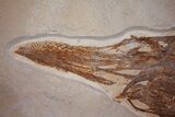 Extremely Rare Paddlefish - Green River Formation #31428-3